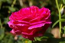 imgp0832