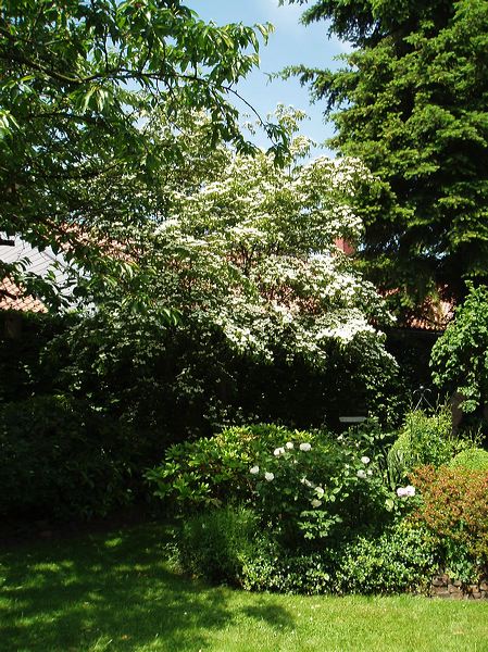 2006_rosen_06.jpg