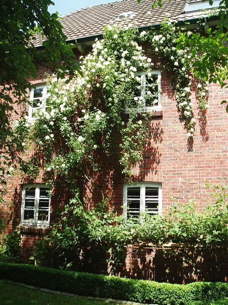 2006_rosen_09.jpg