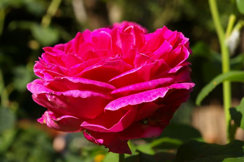 imgp0832.jpg