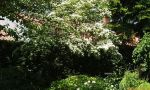 2006_rosen_06
