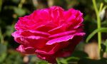 imgp0832